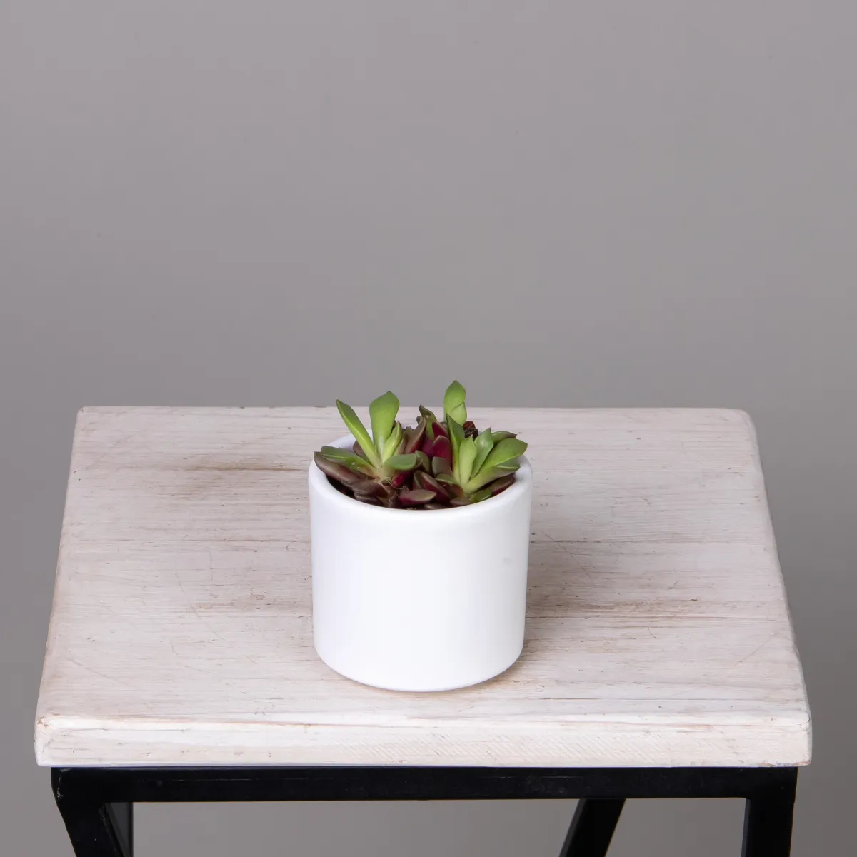 Анакампсерос Рубра_1