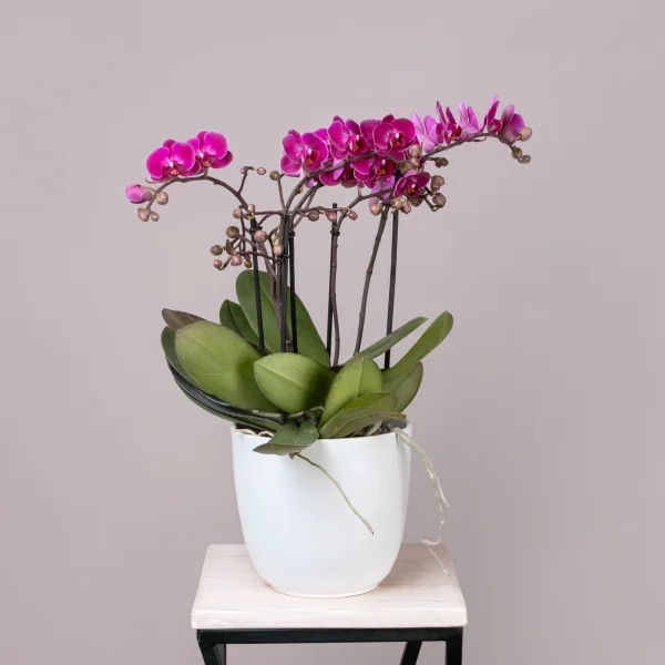 Фаленопсис Беллисимо Микс_1