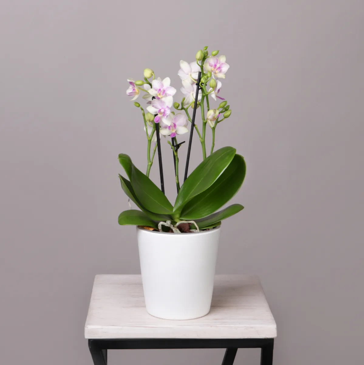 Фаленопсис Блоссом Блисс 3-4 ст_1