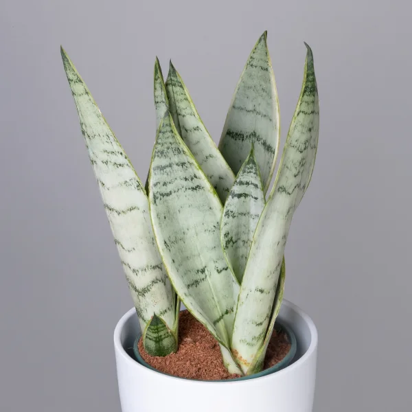 Сансевиерия Уайт Тайгер К_3