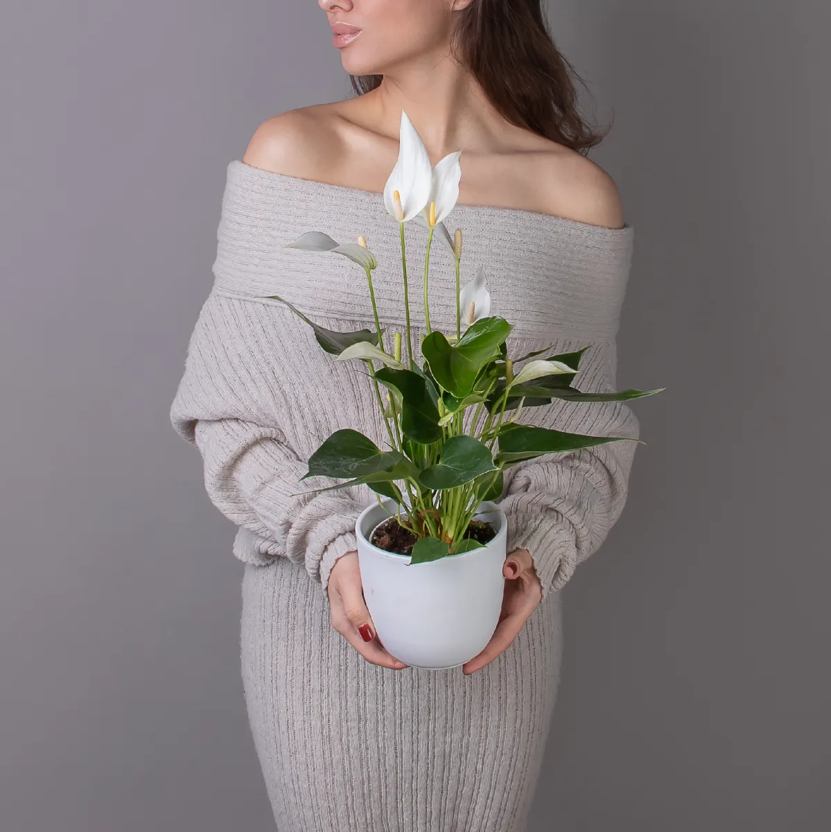 Антуриум андрианум Многоцветковый Кава_2