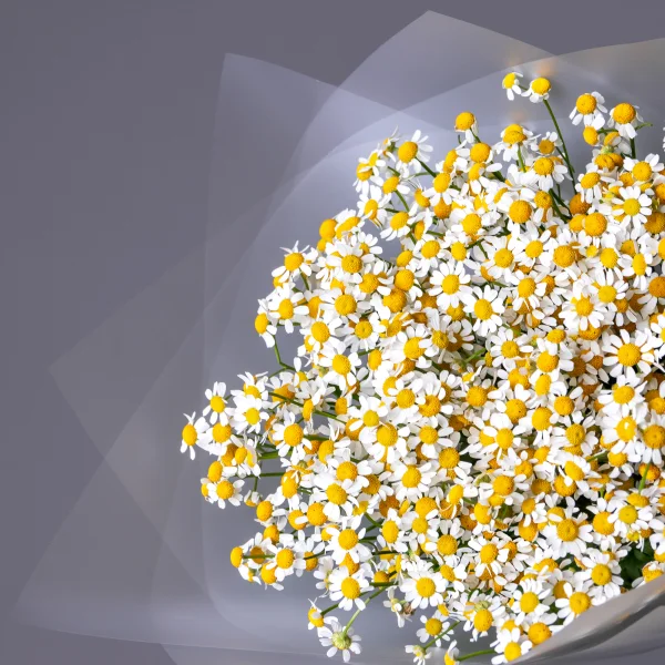 Букет Матрикария "Сингл Вигмо"_3