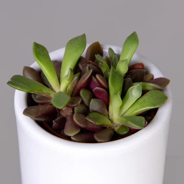 Анакампсерос Рубра_3