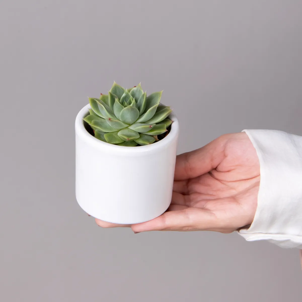 Эхеверия Агавоидес_2