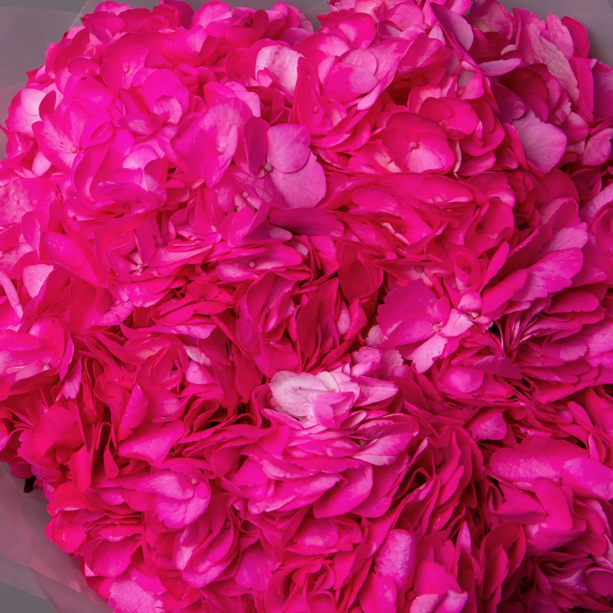 Букет Гидрангия "Розевуд"4