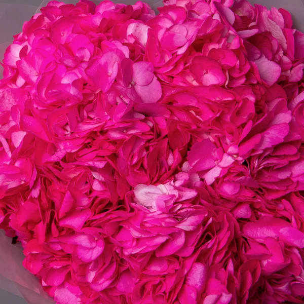 Букет Гидрангия "Розевуд"4