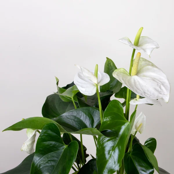 Антуриум андрианум Карма белый3