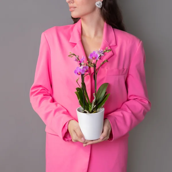 Фаленопсис Свитзеленд 3 ст Розовый2