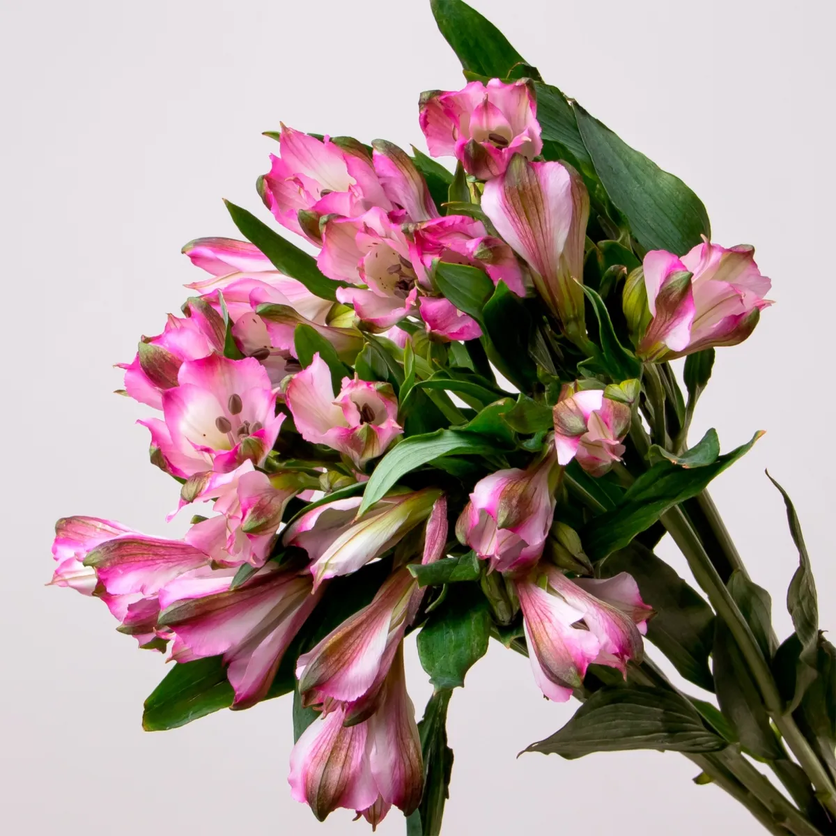 Букет Альстромерия "Секрет"_3