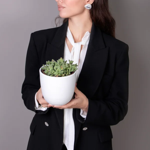 Делосперма Эхинатум_2