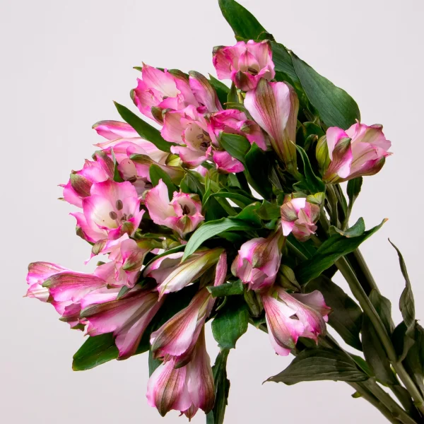 Букет Альстромерия "Секрет"_3