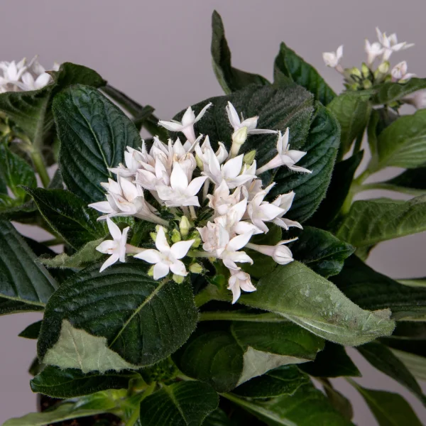 Пентас Белый_2