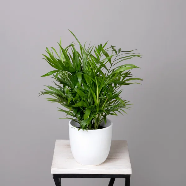 Хамедорея К_1