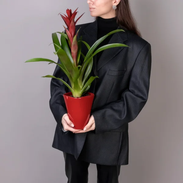 Гузмания Бордовая в керамике_2