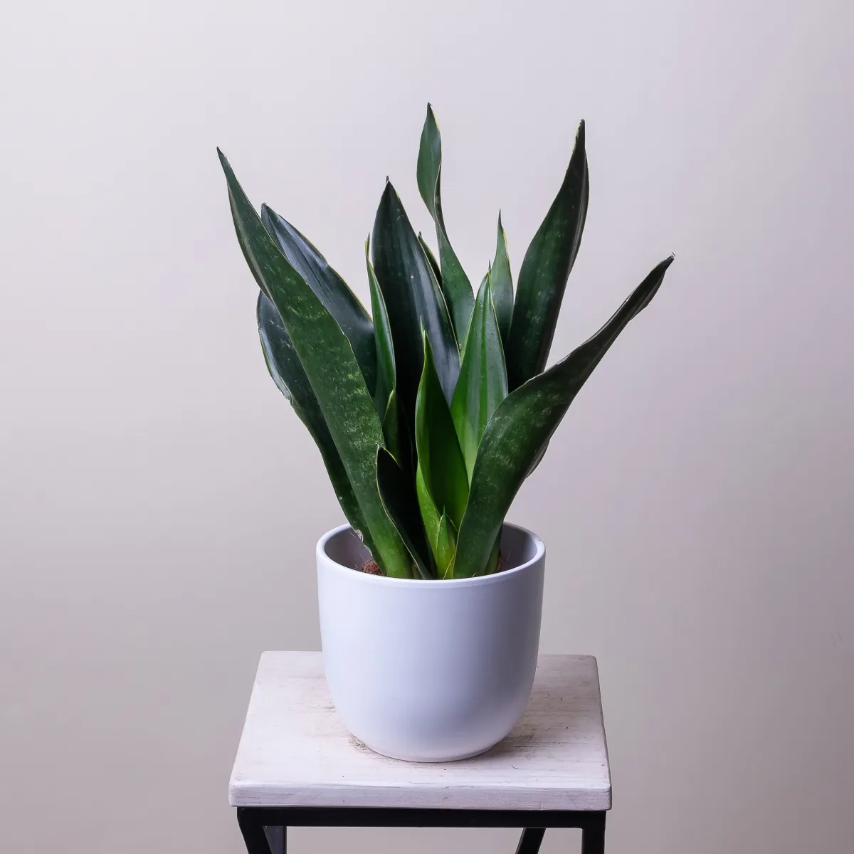 Сансевиерия Блек Диамонд1