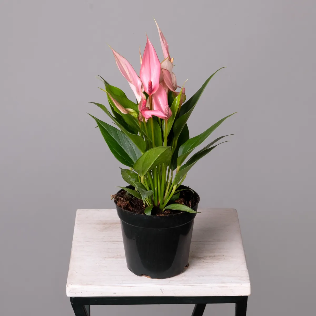 Антуриум Лилли Пинк К_4