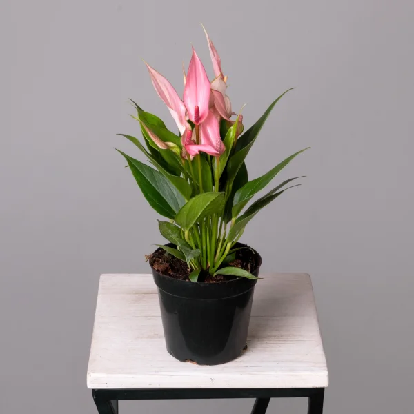 Антуриум Лилли Пинк К_4