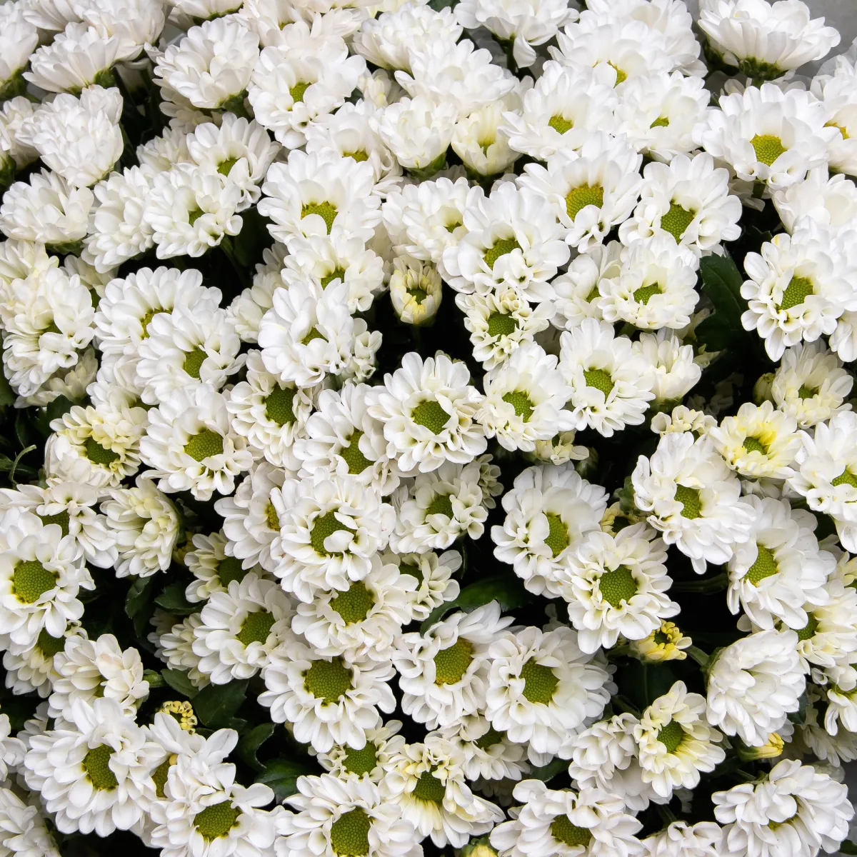 Букет Хризантема_сантини "Росси Вайт"