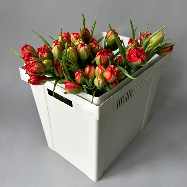 Тюльпан "Ду Эдендейл"_1