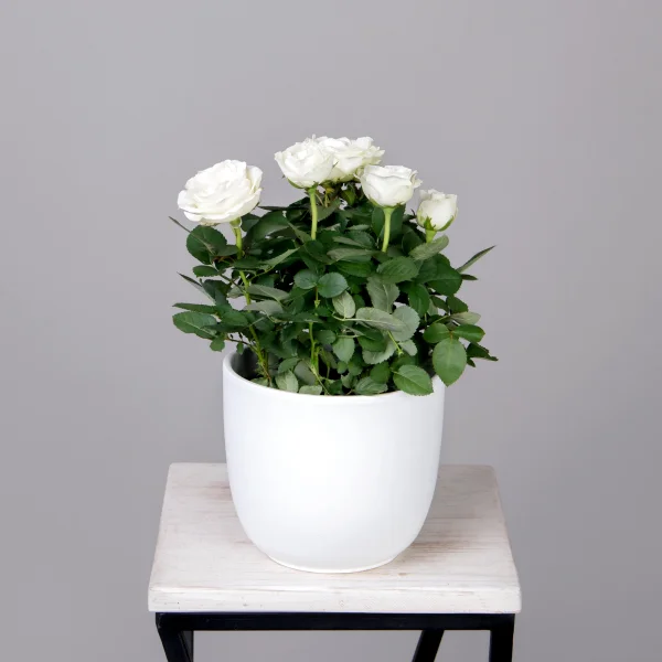 Роза Инфинити Белая_1