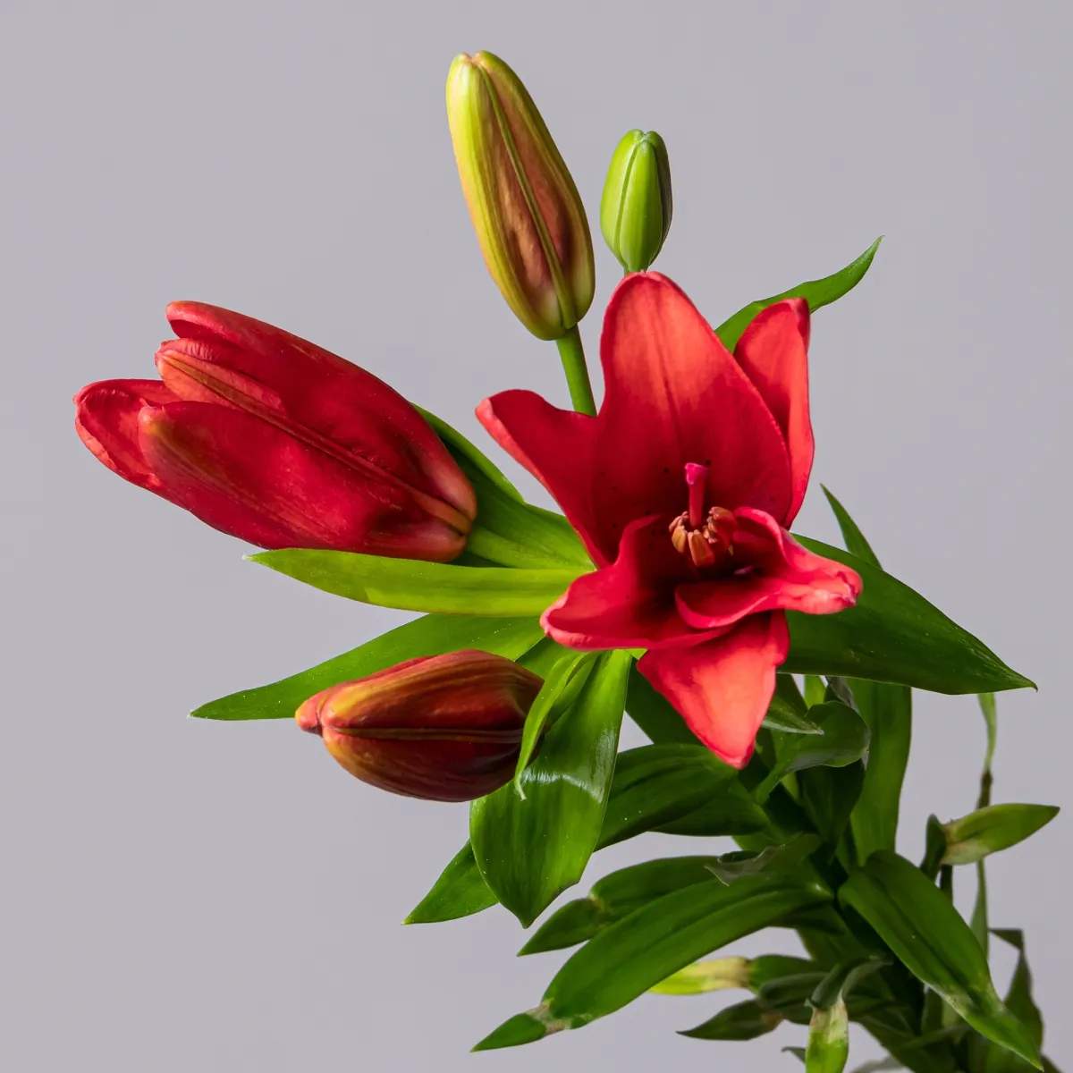 Букет Лилия "Аз Дукати"_3