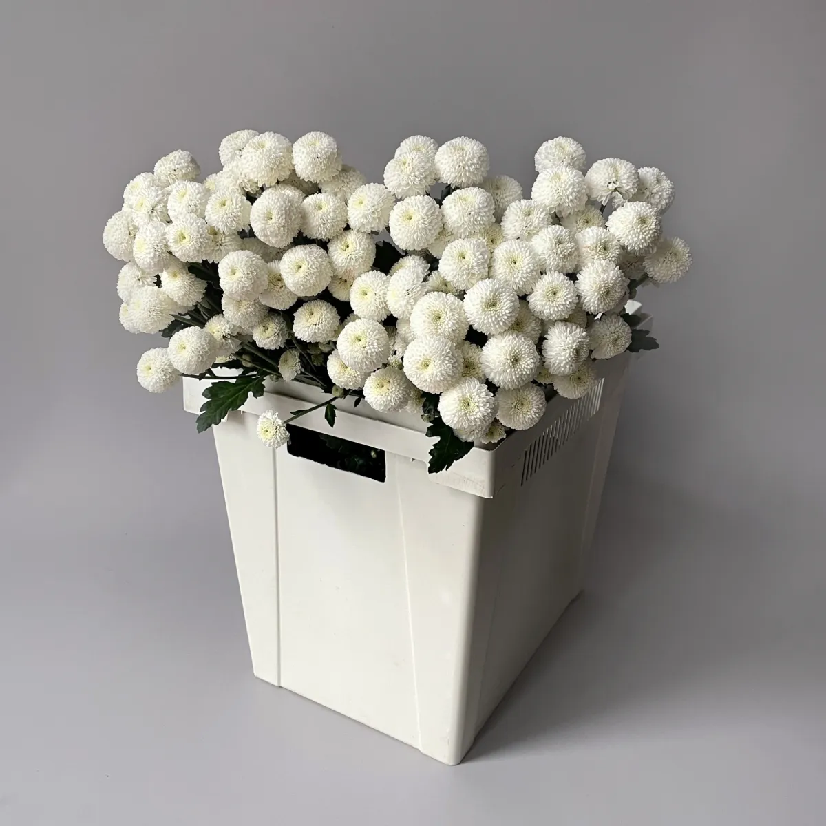 Хризантема кустовая "Ньютон"_1