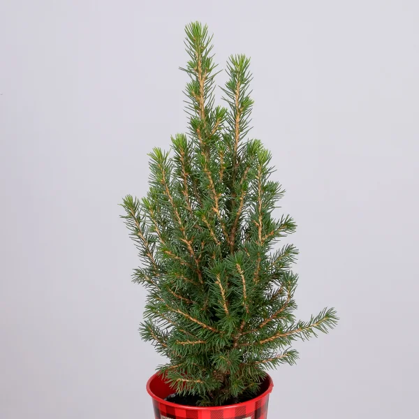 Ель Коника в цинке с елочками PTK24374_4