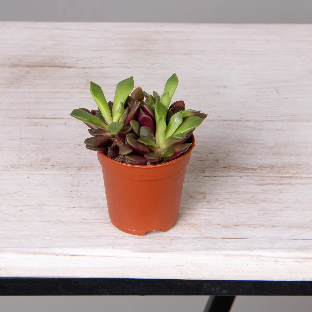 Анакампсерос Рубра_4