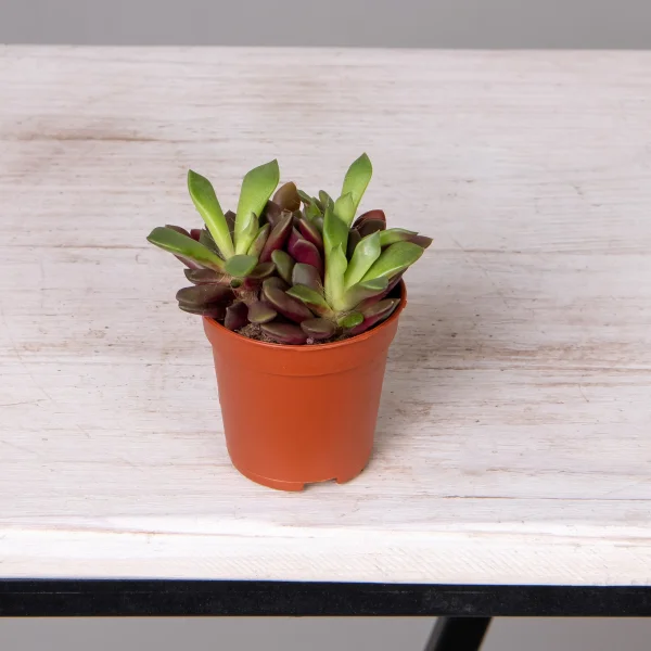 Анакампсерос Рубра_4