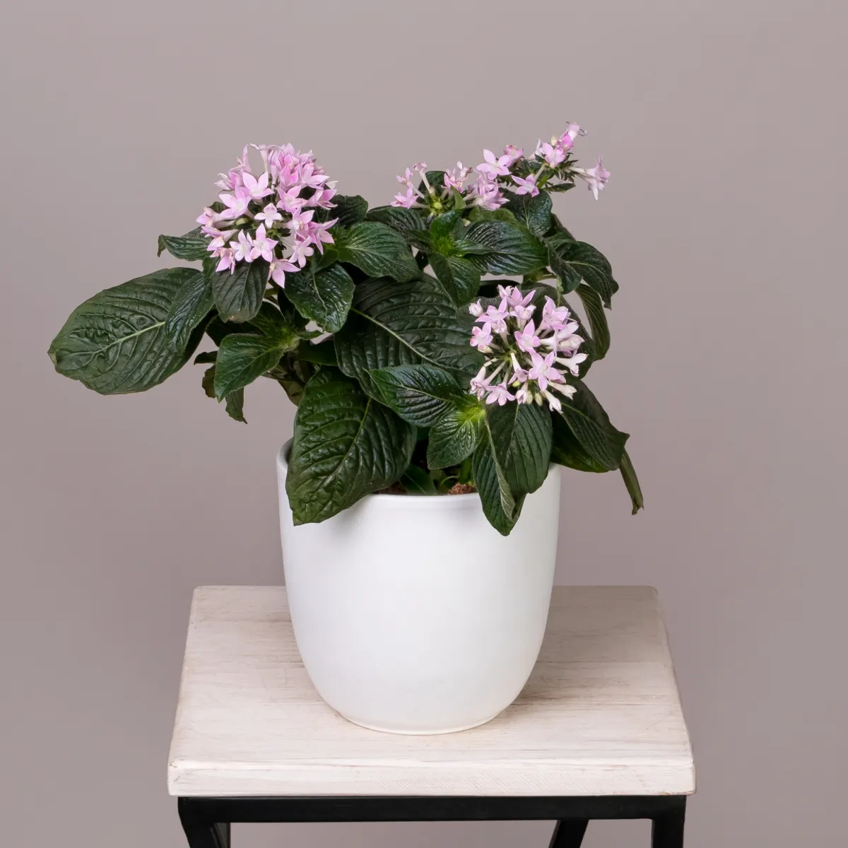 Пентас Лаванда_1