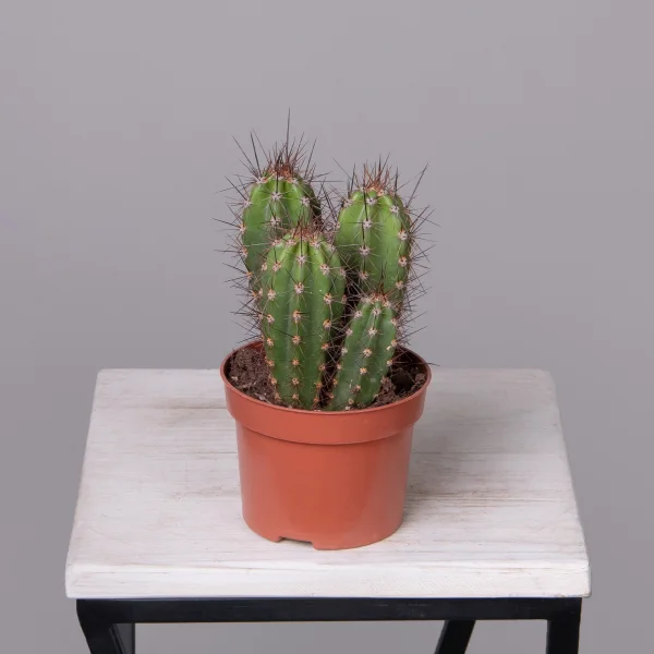 Кактус Неокарденасия Герцогиана_4