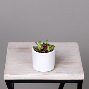 Анакампсерос Рубра