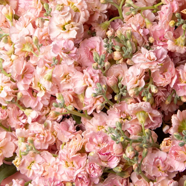 Букет Маттиола кустовая "Априкот"_4