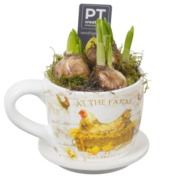 Нарцисс в Кружке Весна PTNP4504