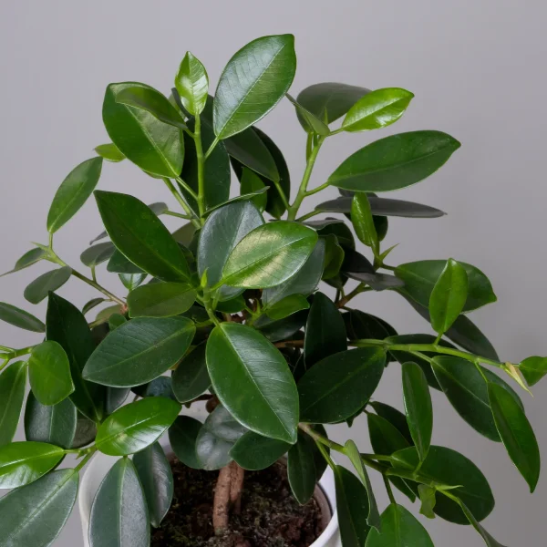 Фикус Майя переплетенный_3