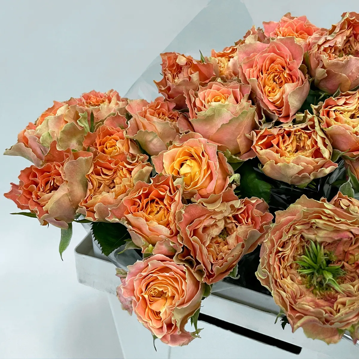 Роза "Кантри Спирит Луиза"_3