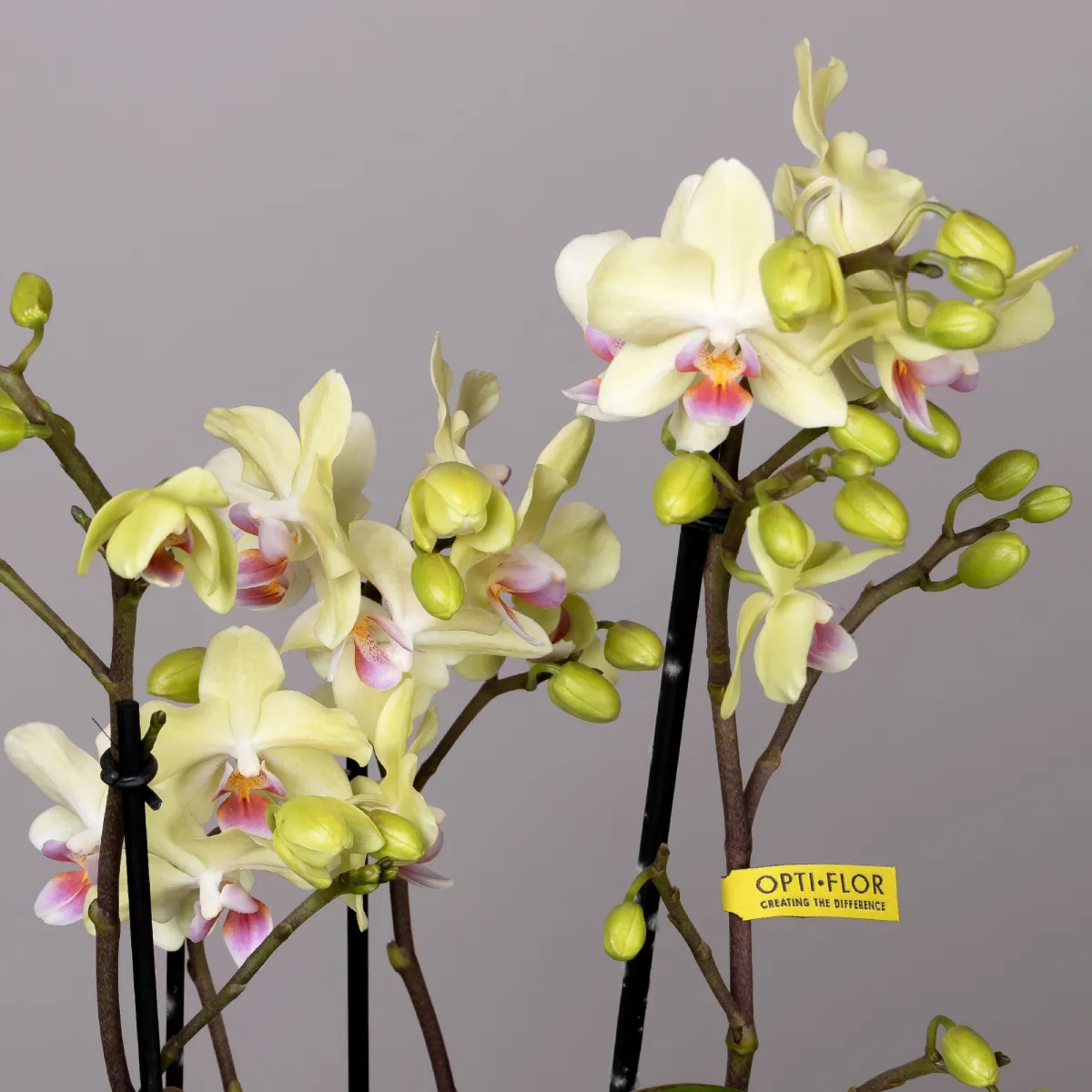 Фаленопсис Букет Лимонноый  в коралловой керамике_2