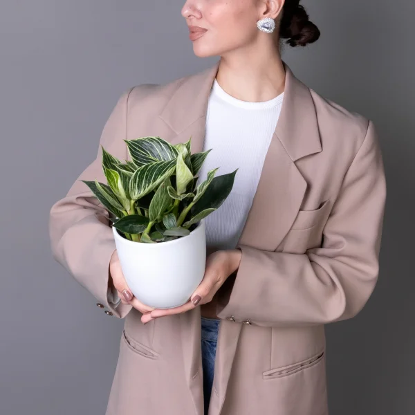 Филодендрон Биркин К_2