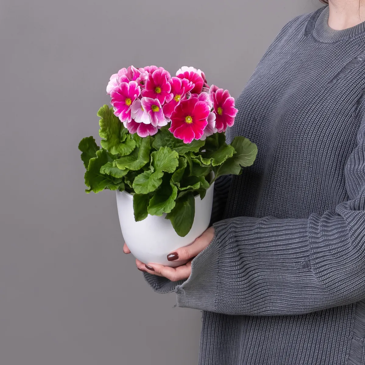 Примула Обконика Розово-Белая_1