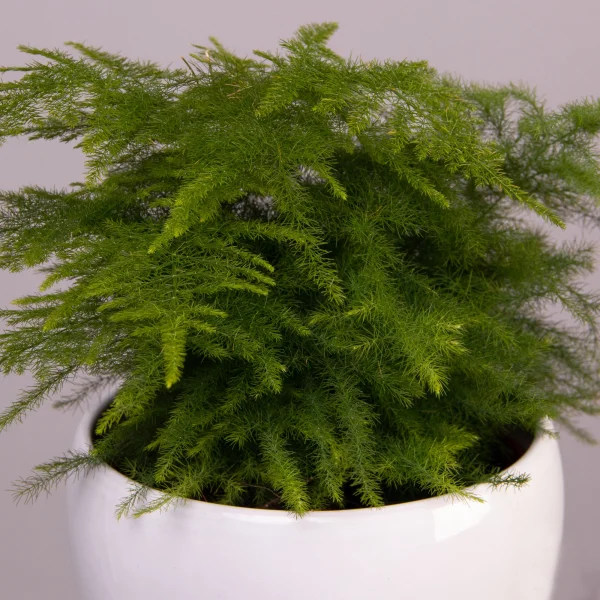 Аспарагус Плюмосус