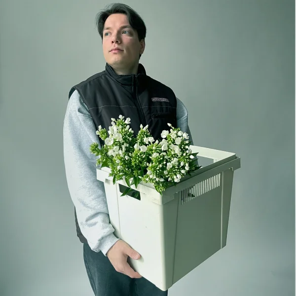 Флокс "Айскап"_2