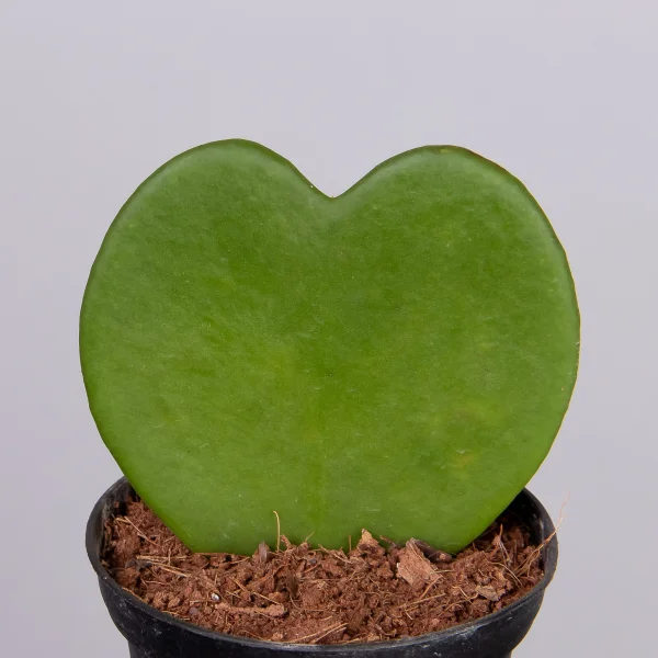 Хойа Керри3