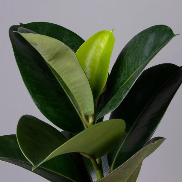 Фикус эластика София К_3