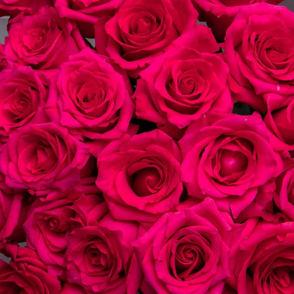 Букет Роза "Хот Эксплорер"