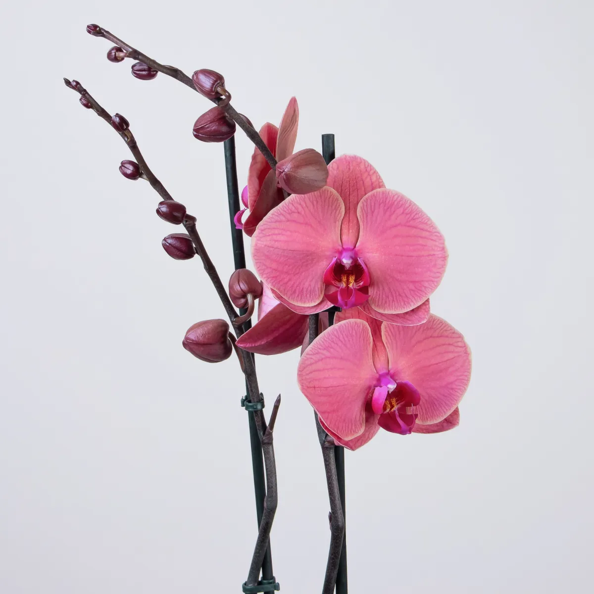 Фаленопсис Азиан Корал 2 ст3