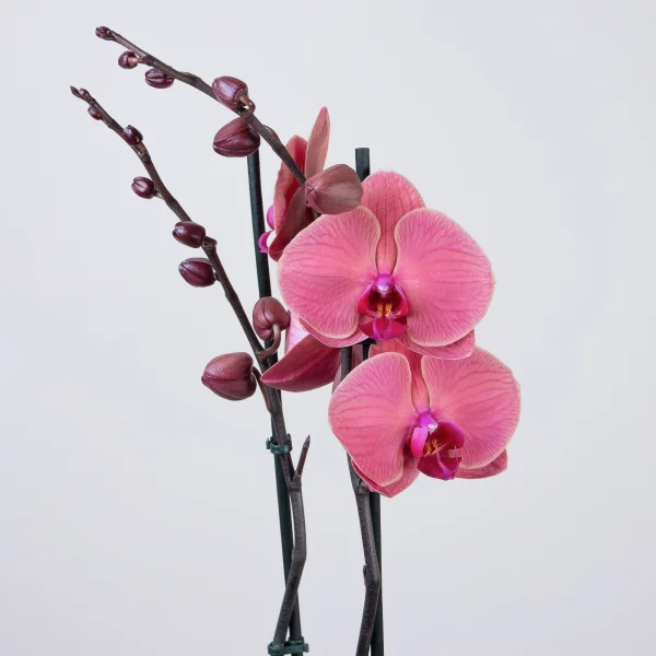 Фаленопсис Азиан Корал 2 ст3