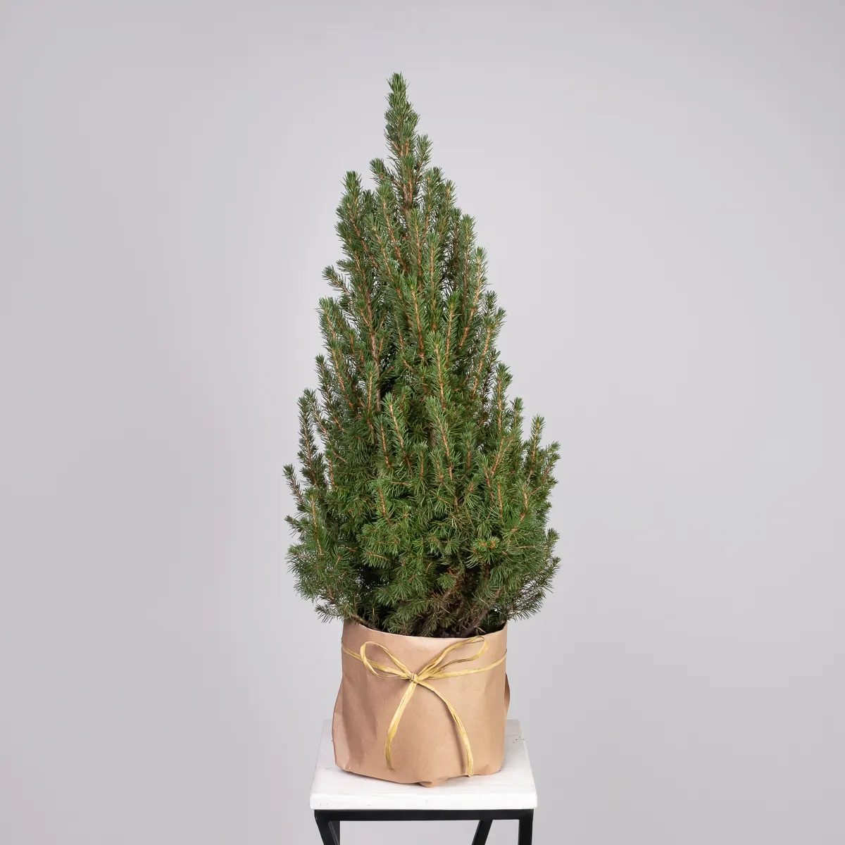 Ель Коника _1