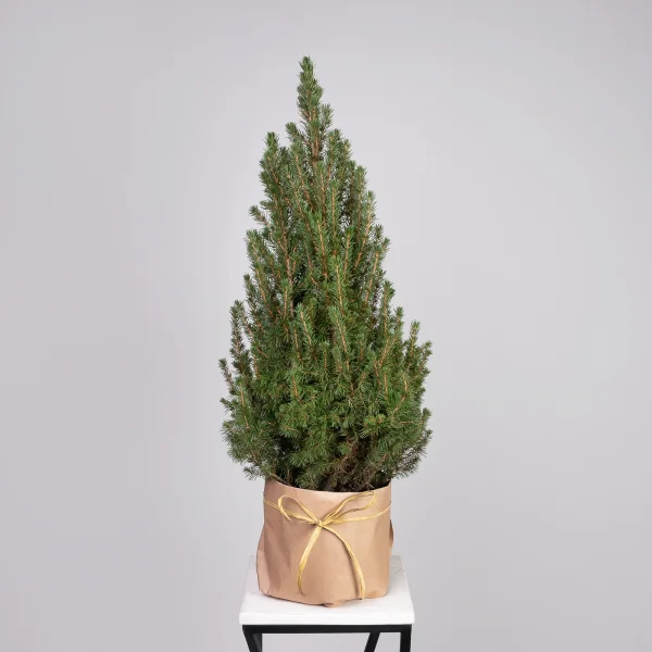 Ель Коника _1