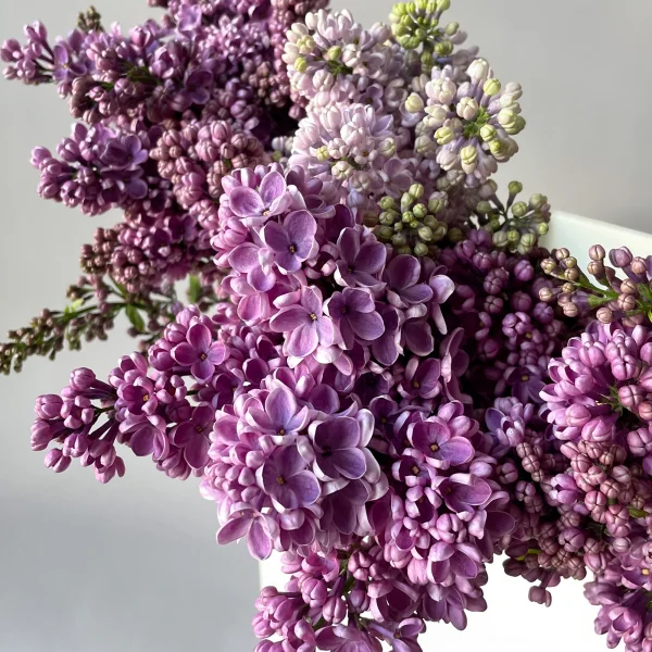 Сирень "Дарк Костер"_3