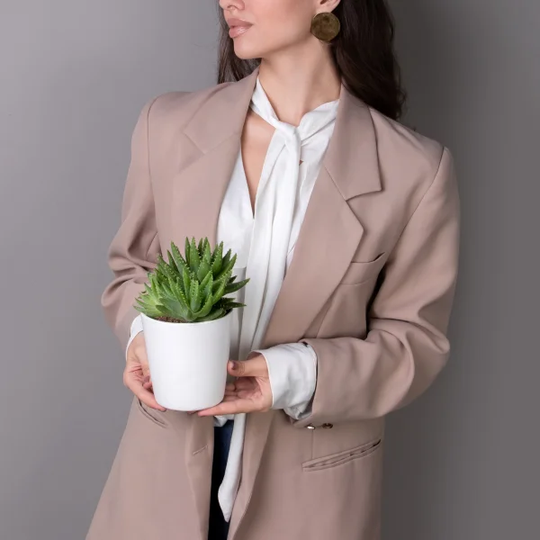 Алоэ Бревифолия_2